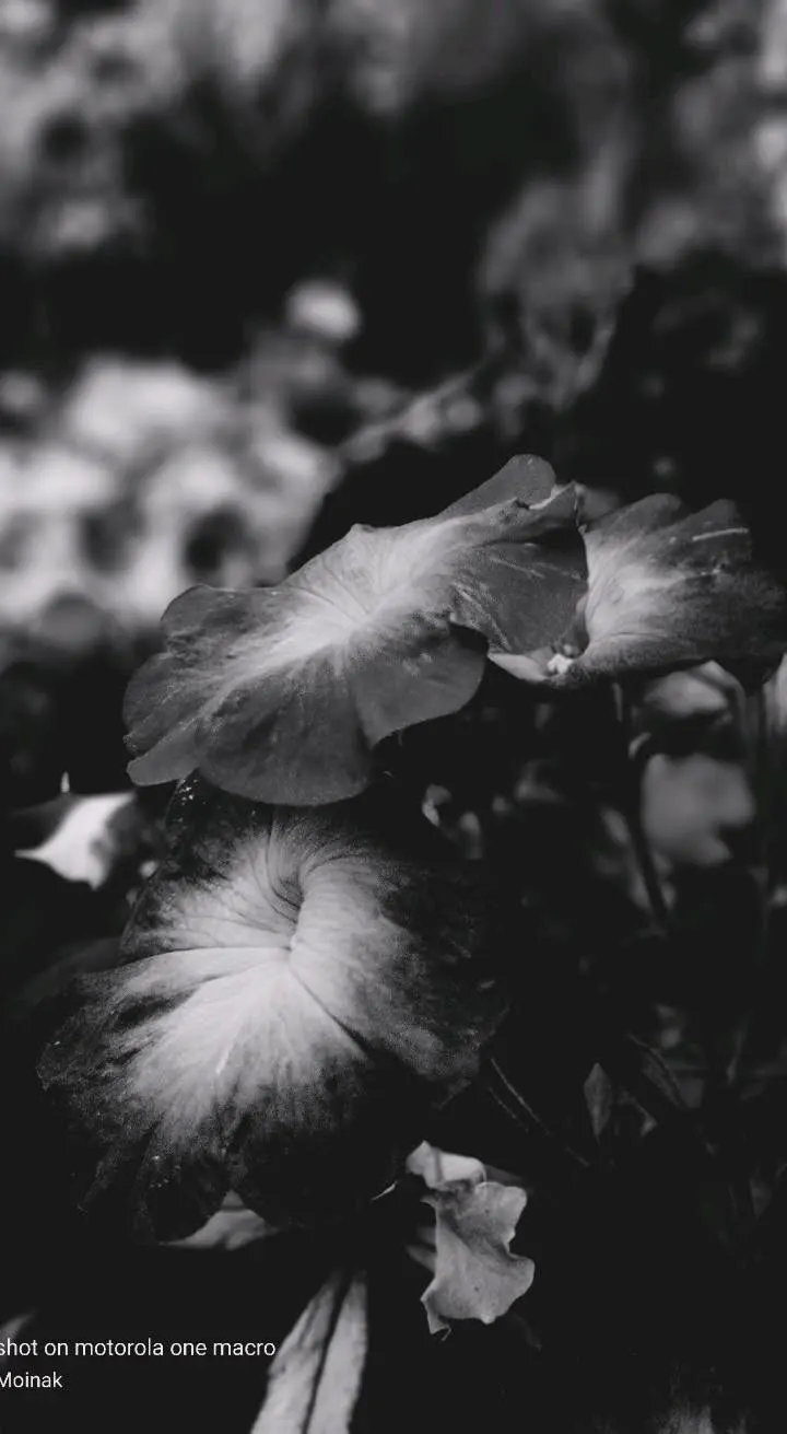 photography (2).webp
