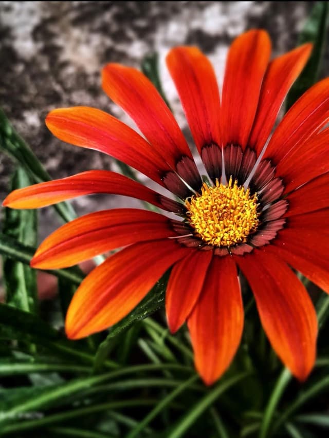 photography (9).webp