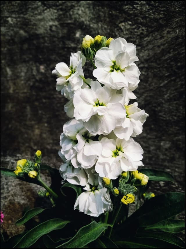 photography (10).webp