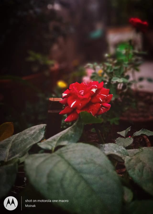 photography (13).webp