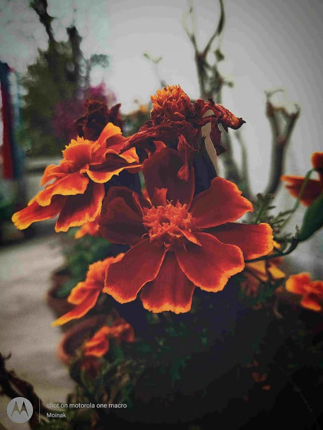 photography (31).webp