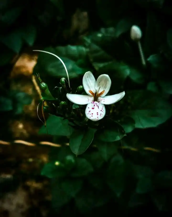 photography (40).webp